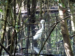 aigrette