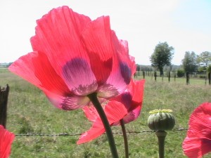 Papaver somniferum2