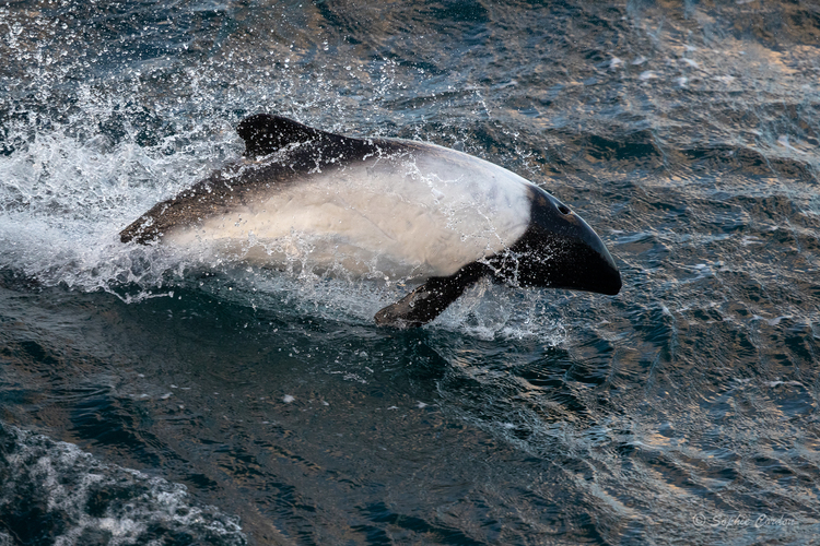 Falkland Islands