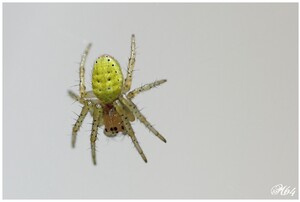 Les araignées : ARANEIDAE
