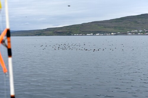 De Laugarhóll à Laugarhóll via Grímsey