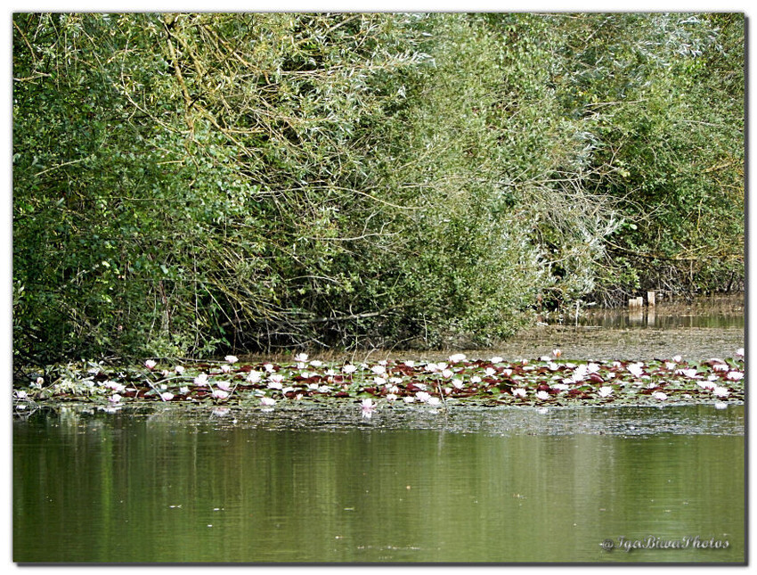 L'Etang aux Nymphéas