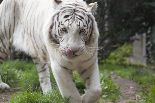 Tigre blanc