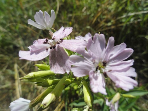 Fleurs roses