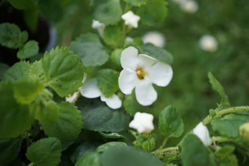 Coclicoh horticulteur