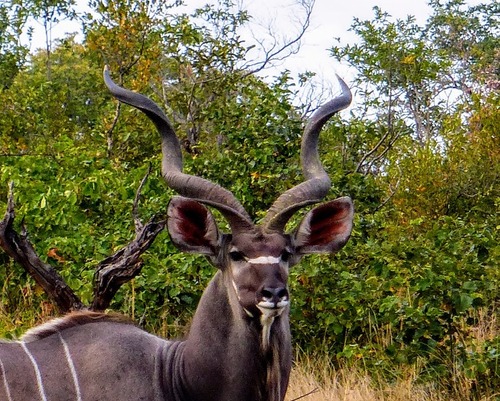 le grand kudu