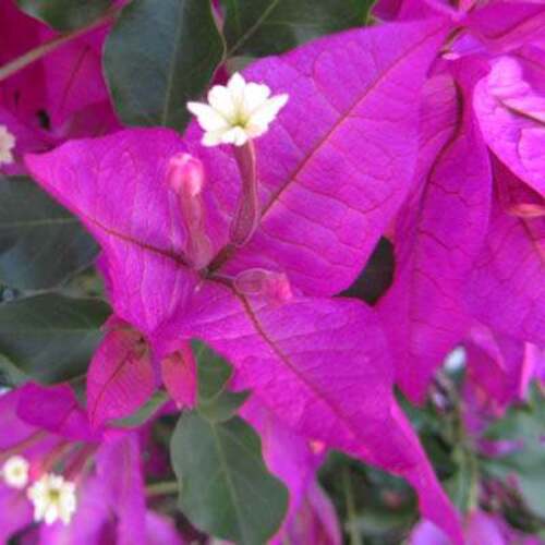 Fleurs cultivées : Bougainvillier