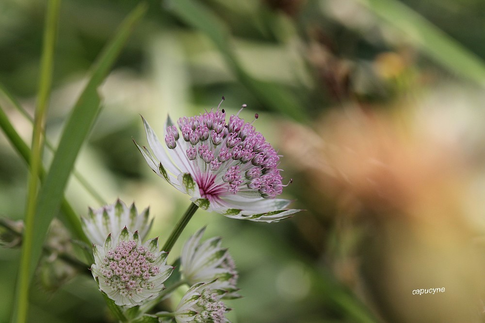 Haute-Maurienne 2019 : que de fleurs !