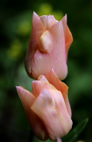 Tulipes 2023 : Apricot Beauty