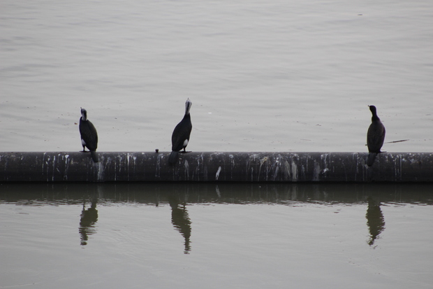 Bord de Garonne