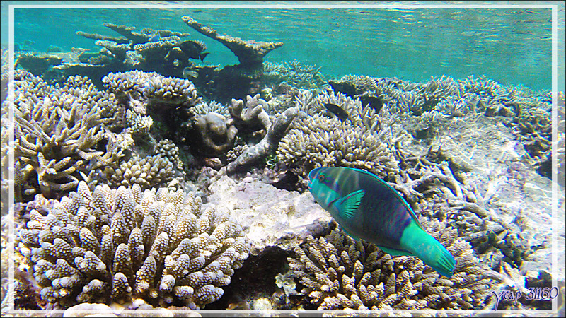 Perroquet à cinq selles ou Perroquet sale, Fivesaddle parrotfish (Scarus scaber) - Athuruga - Atoll d'Ari - Maldives