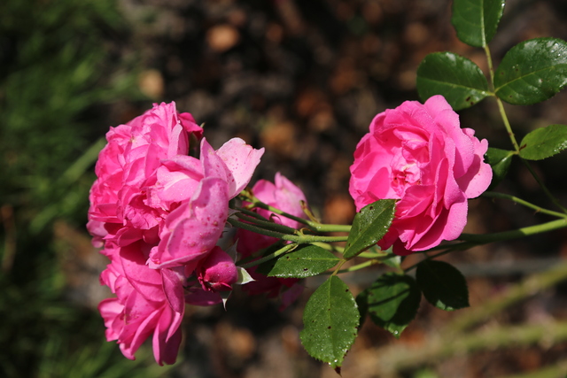 Concours International de Roses Nouvelles du Roeulx 2016 - Résultats