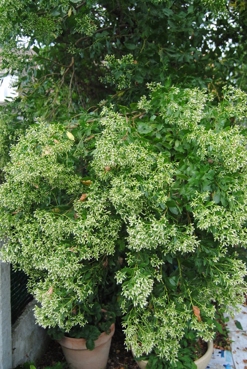 arbre au fond du jardin , fleurie a partir de septembre ,devient très lourd sous le poids des fleurs 