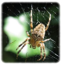 Araneus diadematus, l'épeire diadème