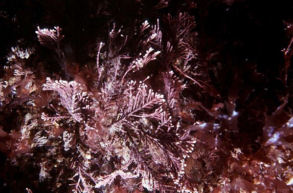 coralline glenan marmouset 20092003