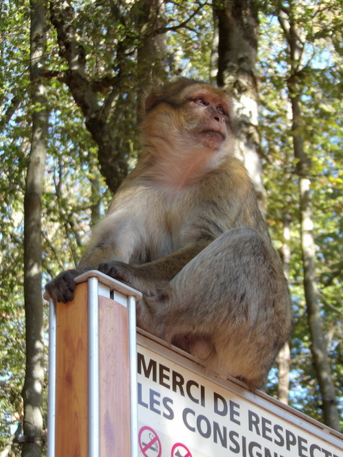 La Montagne des Singes