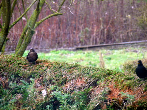 Restau pour oiseaux