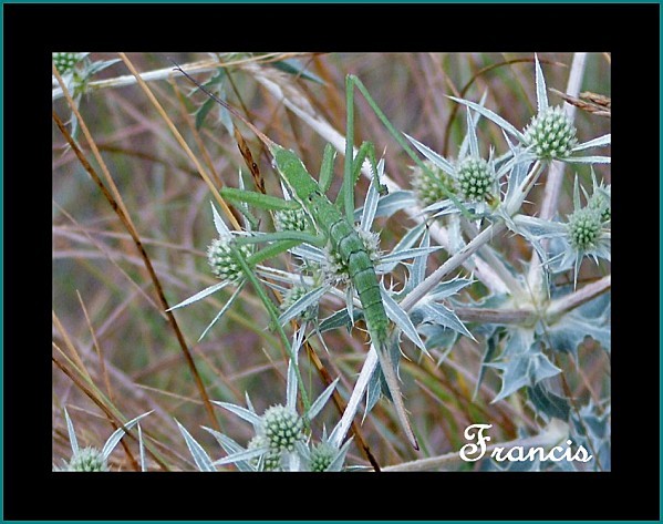 insecte à identifier