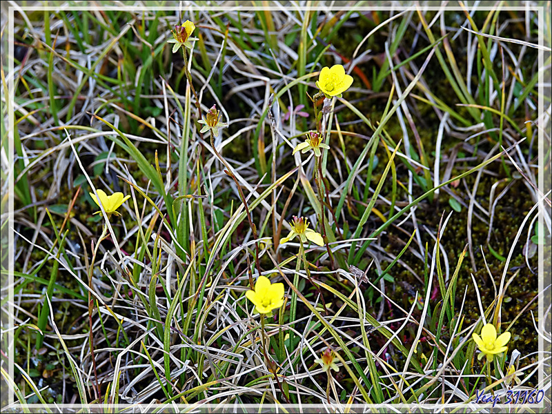 Saxifrage affine, Œil de bouc , Faux Ciste, Yellow marsh saxifrage (Saxifraga hirculus) - Pond Inlet - Baffin Island - Nunavut - Canada
