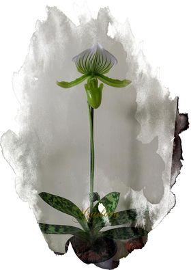 PAPHIOPEDILUM