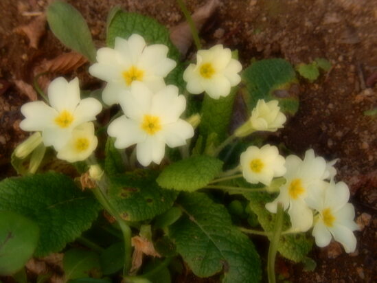 Un weekend et un lundi de pâques venteux, mais fleuri 