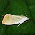 Galerie LEPIDOPTERES - HETEROCERES - Papillons de Nuit.