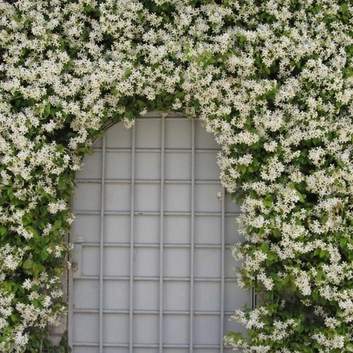 Jasmin étoilé Trachelospermum jasminoides Contre un mur.jpg