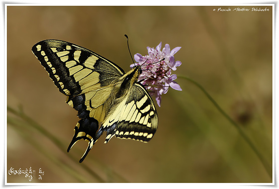 Machaon ou Grand porte-queue (Papilio machaon) - Papilionidae