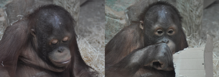 Ma journée au Zoo de Beauval