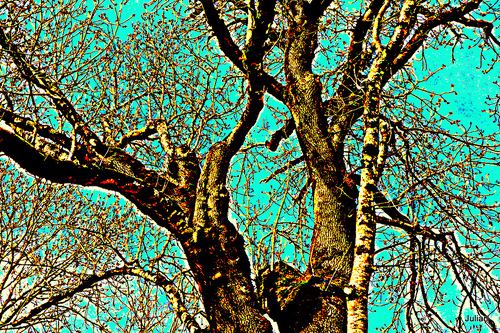 Branches d'arbres & belles couleurs!