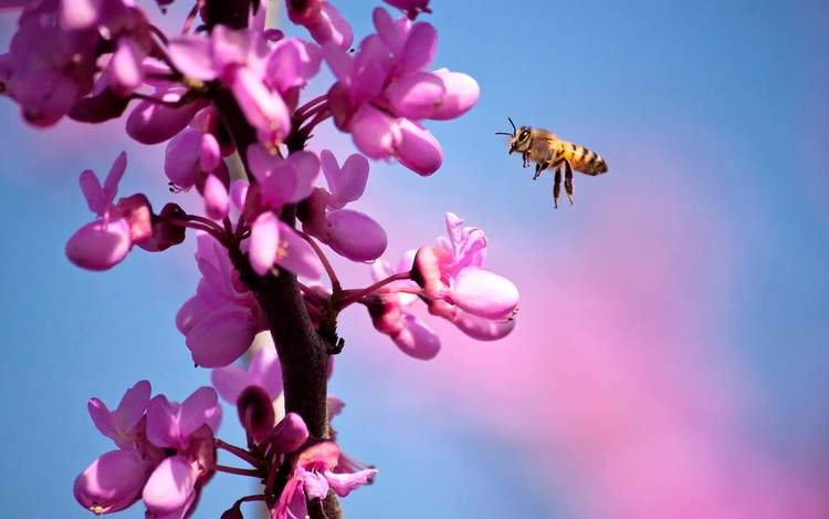 25 Images de Fleurs