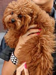 Rihanna et son chien !