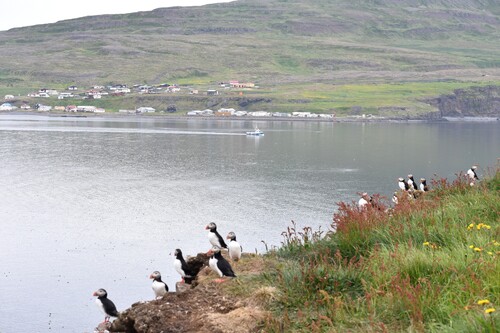 De Laugarhóll à Laugarhóll via Grímsey