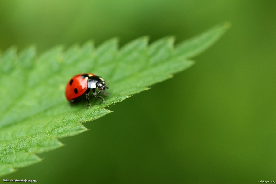 Coccinellidae