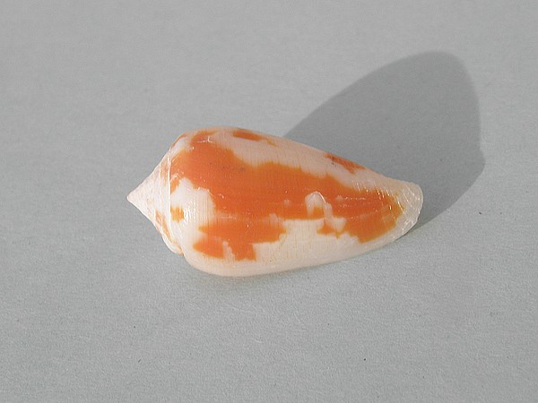 Conus (Pionoconus) fischoederi Röckel & da Motta, 1983 Q5IwcGJNsed9kIVfJ7syRgnFyPc
