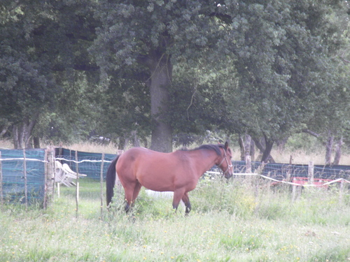 Chevaux et vaches