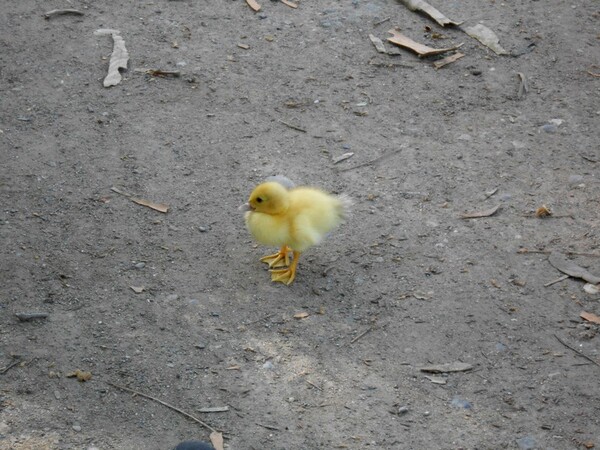 animaux:les canards