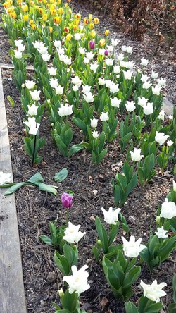 parc florat - tulipes suite