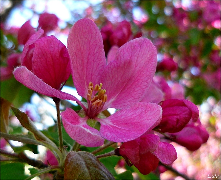 Cerisiers d'ornement en fleurs