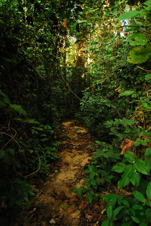  Camino de la selva