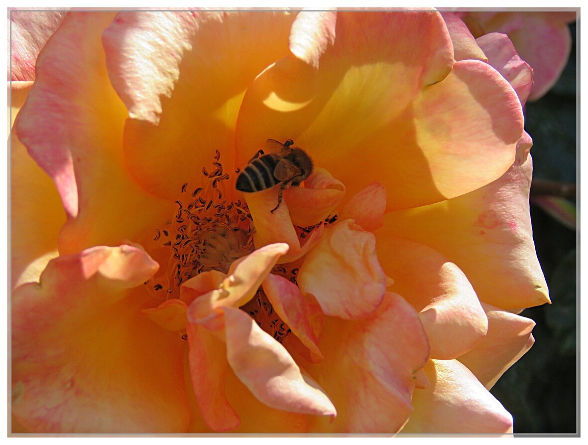 LES ROSES AUTOUR DE LA MAISON 