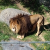 Le roi Lion