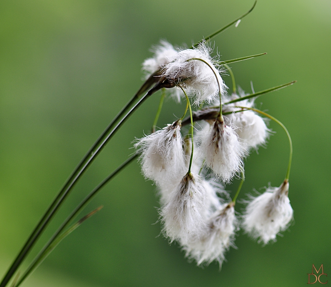  Linaigrette à feuilles étroites