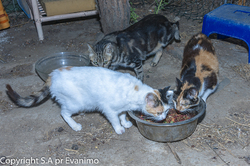 Les chats errants, que dit la loi ?