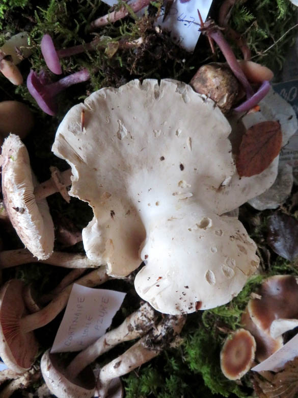 La Société Mycologique et le CSCL a organisé  une sortie découverte sur les  champignons le 16 novembre