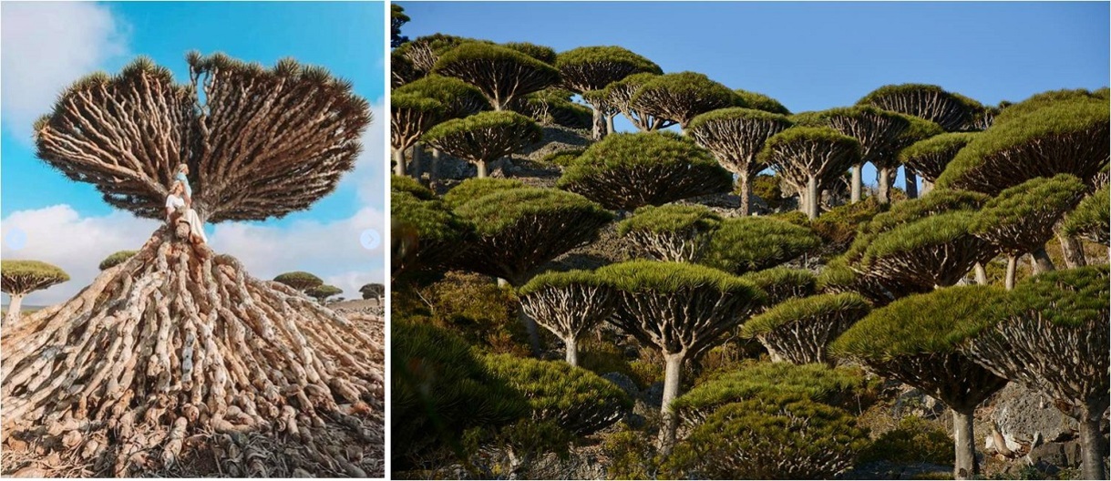 SOCOTRA, une Île extraterrestre !
