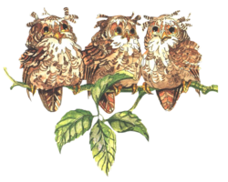 Hibou et Chouette