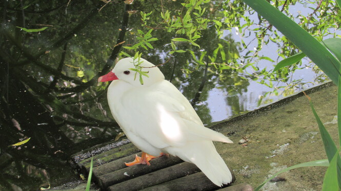 Parc de la Montagne de Reins Juin 2017 (Ferme aux oiseaux exotiques de Athis