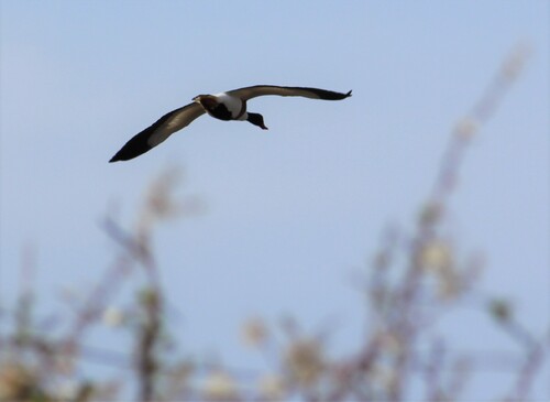 Visite de la Réserve Ornithologique du Teich
