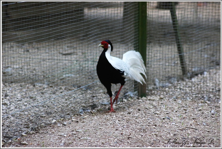 Parc animalier La Bannie (52)